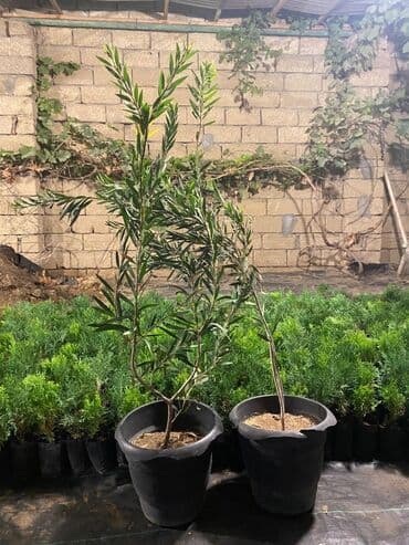 gül toxumları satışı: Dekorativ çöl bitkilərinin satışı və Sifarişlə yetişdirilməsi.Satış — 21