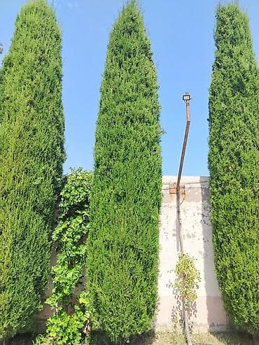Salam sağlam şam ağaclarının satışı formalı veya sadə qulluglari vaxtı lalafo.az -da Salam sağlam şam ağaclarının satışı formalı veya sadə qulluglari vaxtı