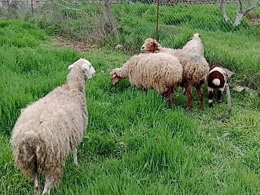 cins qoyun: 5 ədəd qoyun satılır 1 ədəd ana bala qoyun (bala ərkəkdi) 3 ədəd — 4