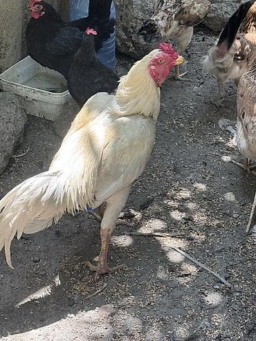 eşey satışı: Salam Cavan Ağ heyratı satılır hündür xoruzdu Çırmaya oynayır — 8