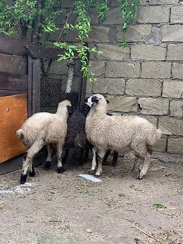 quzu satışı: Sağlam Quzular satılır 2 erkey 2 dişi qiymət 185 manat razılamağda — 3