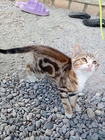 etibarli ellere verilir: Tabbi, Dişi — 2