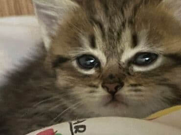 где можно купить котенка: Табби — 3