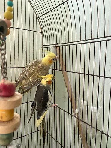 Попугаи: Nimfa (Cockatiel) cütü və qəfəs aksesuarları - Növ: Nimfa tutuquşusu — 2