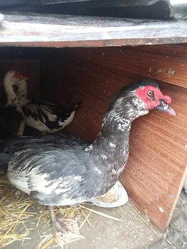 karella quş: Üç dışı bir erkey 100 manat kirasnadar birde zümrüt maya - Cins — 3