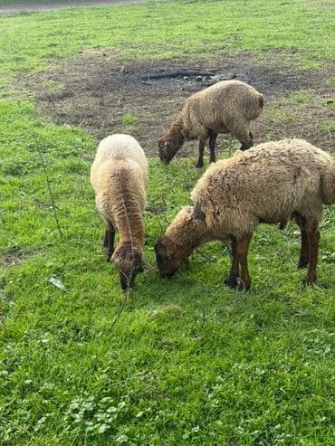qus bazari bakida: Məhsul:Qoçlar satılır (3 baş) Təsvir: - Fotolarda çəmənlikdə — 2