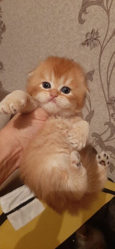 menks cinsli pişik: Erkək uzuntük gold — 1