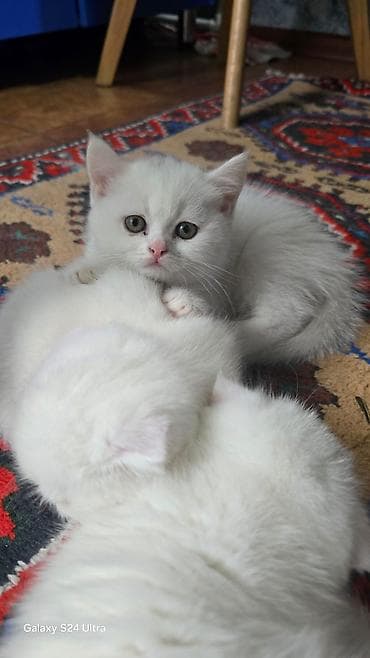 sinsila pisik: Britan, Ödənişli çatdırılma — 4