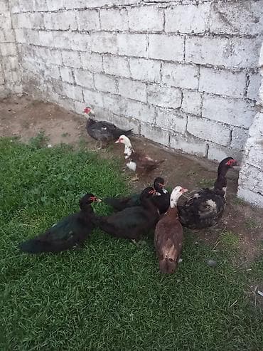 xaski ucuz: Lal ordey cavan ikisi kirsnadar ucu zümrüt fereler iki erkey. Macar — 1