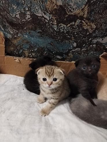 ev heyvani: Britan, Erkək, Dişi, Yaxşı əllərə, Ünvandan götürmə, Pulsuz çatdırılma, Ödənişli çatdırılma — 6