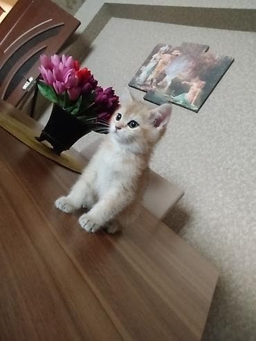 heyvan pişik: Qızılı rəngli bala pişik - Cins: ev pişiyi (qızılı/krem rəng çaları) — 1