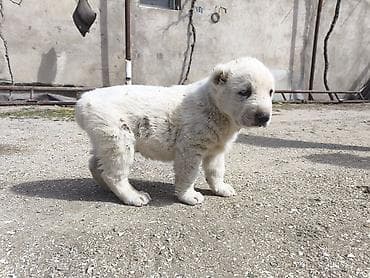 Птицы: Алабай, 1 месяц, Самец, Платная доставка — 5