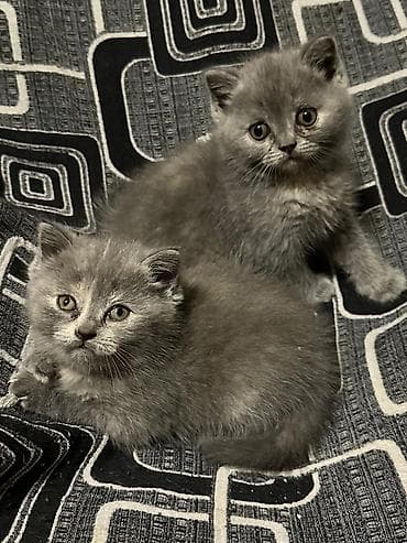 K/t heyvanları və malları: Britan — 2