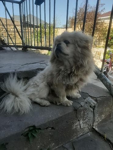 pikines itleri: Pekines, 2 il, Erkek, Ünvandan götürmə — 3