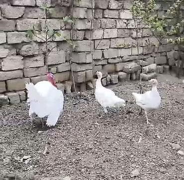 cins atlar: Erkək, Ətlik — 2