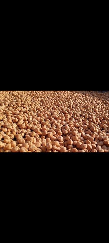 Yerli Qirmizi Noxud Agro Texniki Qaydalarla Yetişdirlimiş Saqlam Toxum