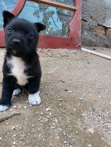 cao cao iti: Zvonok, 1 ay, Erkek, Ünvandan götürmə — 3