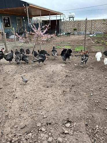 yemler: Məhsul: Hinduşka sürüsü Təsvir: - Şəkillərdə açıq həyət şəraitində — 4