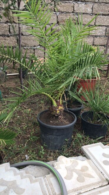 сколько стоит пальма в горшке: Ərəb xurması 4 ədədi qab malıdıdı 4ü birlikdə 600e - Növ: xurma palmı — 1