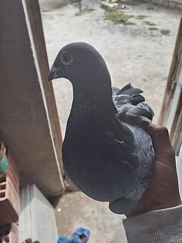 Boz rəngli göyərçin - Növ: ev göyərçini (boz/göy çalarlarında) - — 4