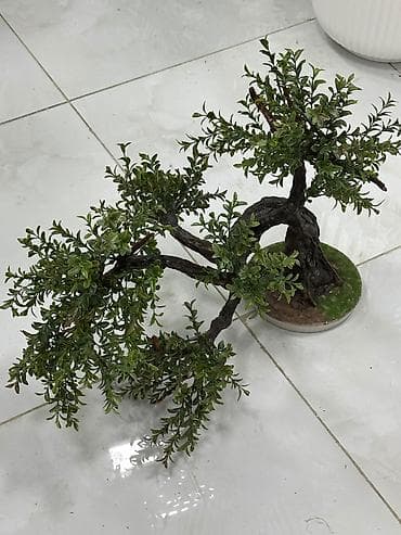 antrium gulu: Bonzai, masaüsdü kiçik ölçelü bonzai, əl işi — 2