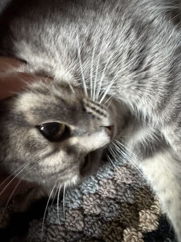 van pisiyi qiymeti: Yaxşı əllərə — 1