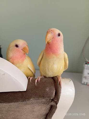 geref qus: 🐦 Sevgi (nerazlucnik) papuqayı balaları satılır 🐣 1 ay yarımlıqdılar — 9