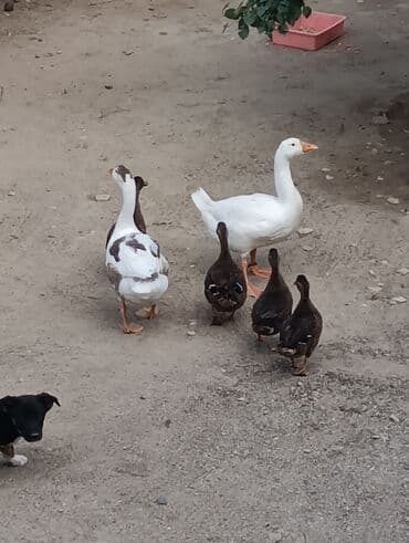 zumrud ordək: Məhsul: Ev quşları – ördəklər (qrup halında) Təsvir: - Şəkillərdə — 12