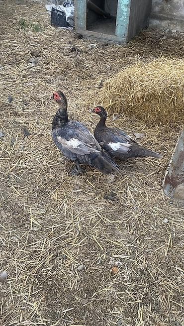 ev itderi: Cutu 65 manat ….Muscovy ördəkləri (indoutka) – 2 baş - Cins: Muscovy — 2