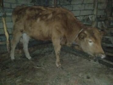 Boşqablar: 120 kilo et var . Satılır: Qırmızı rəngli dana - Növ: iri buynuzlu — 4