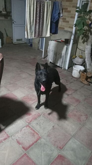 çoban iti haqqında melumat: 1 il, Erkek, Peyvəndli — 2