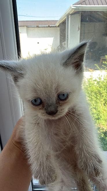 ev pisikleri satisi: Şotland yastı qulaq — 5