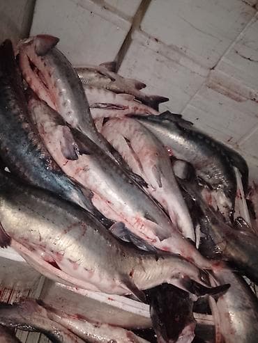 Mürəbbələr: Təzə balıq – iri ölçülü nümunələr Məhsul haqqında: - Şəkillərdə — 4