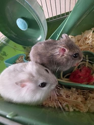 heyvan satilir: İki ədəd hamster satlr .Biri ağ,biri boz.Ustundə ikimərtəbəli — 4