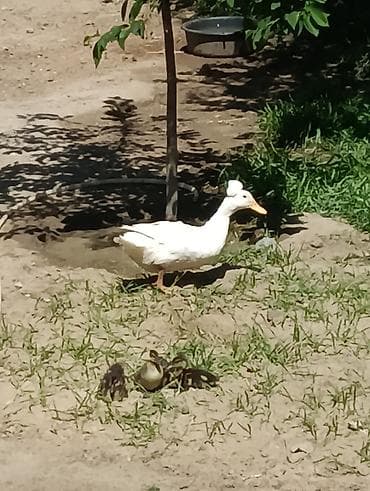 heyvanlar quşlar: Dişi, Damazlıq, Ödənişli çatdırılma — 2