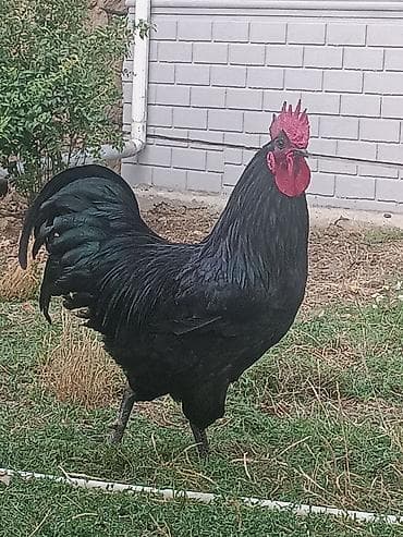 satdig quslar: Xoruz, il: 1, Ünvandan götürmə — 2