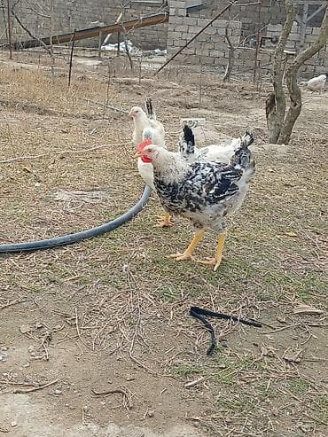 keci seki: Toyuq, Ətlik — 6