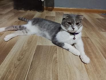 Şotland yastı qulaq lalafo.az -da Şotland yastı qulaq
