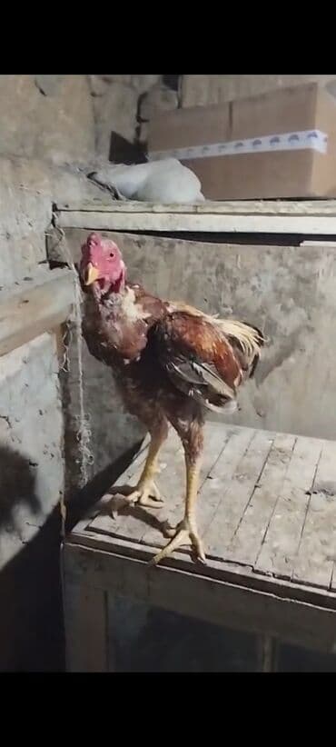 Salam aşağı yeridə var