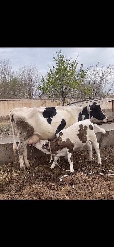 ev quslari haqqinda melumat: Süd malqarası – inək buzovla birlikdə - Cins: holştin tipli, ağ-qara — 6