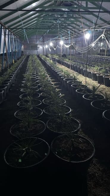 🔔 AİLƏ TƏLƏB OLUNUR 🔔 📍 Yer: İmişli rayonu, Göbəktala kəndi 🏡 Yaşayış lalafo.az -da 🔔 AİLƏ TƏLƏB OLUNUR 🔔 📍 Yer: İmişli rayonu, Göbəktala kəndi 🏡 Yaşayış