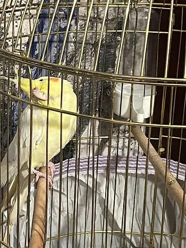 rəngli quşlar: Növ: Nimfa (cockatiel), lutino rəng карелла попугай (нимфа) окрасом — 5