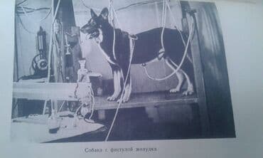 преступление и наказание: Продаются разные книги о знаменитых личностях: "Иван Павлов" 1952 год — 5