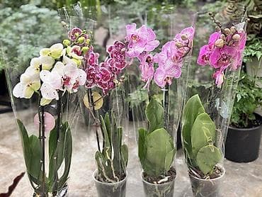 bit bazarı: Сüt çubuq orxideyalar satışda. Vatsapp mövcuddur!. Çatdırılma — 3