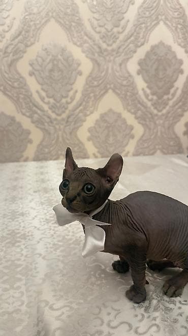 sfinks satilir: Sfinks, Erkək — 3