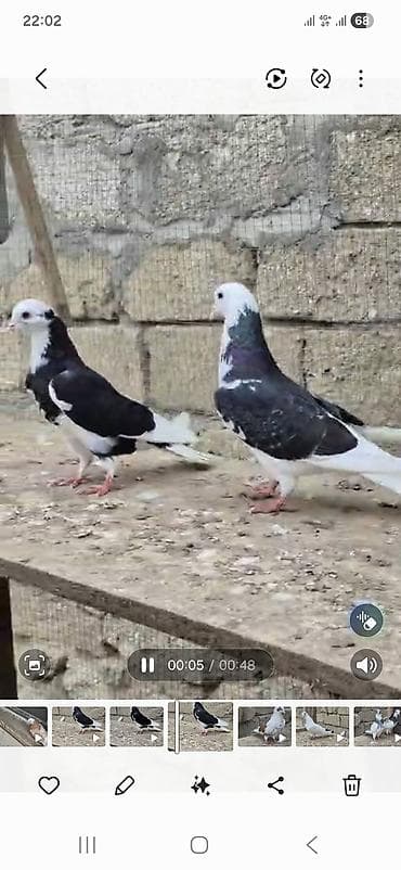 qumru quşu rusca: 1) Qara ağ baş desdə ağ quyruğlar 1 erkəy 1 maya erkəy Masazırda maya — 10