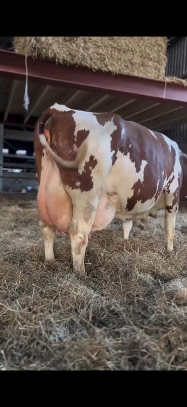 Inəklər, öküzlər: Süd istiqamətli inək – al-qəhvəyi və ağ ləkəli rəngdə, iri və — 2