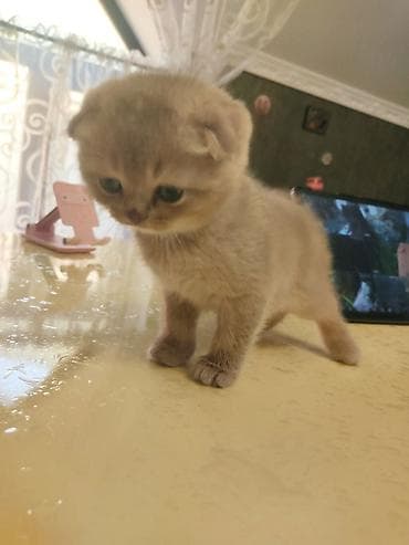 Pişiklər: Şotland yastı qulaq — 4