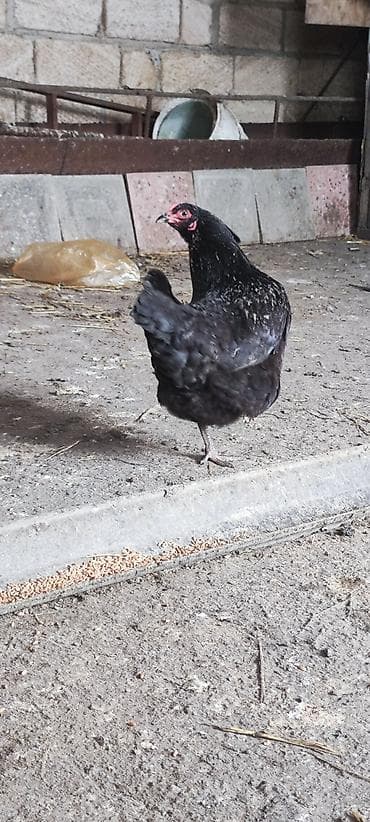 samdanlar ve saat: Americauna və koçin toyuqlarının qarışığı. Göründüyü kimi göy — 10