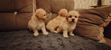 мальтипу купить: Balaca maltipu tipli qırışıq tüklü balalar - Cins: kiçik ölçülü — 3